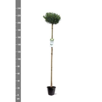 Pinus sylvestris 'Martham'