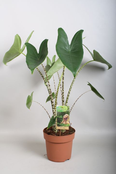 Alocasia zebrina