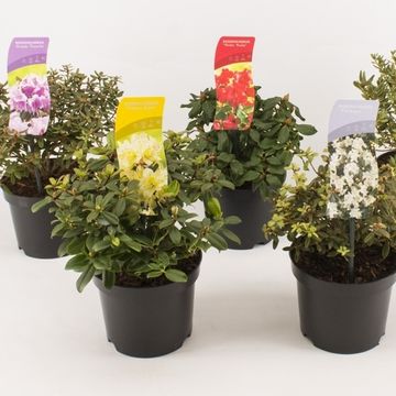 Rhododendron MIX