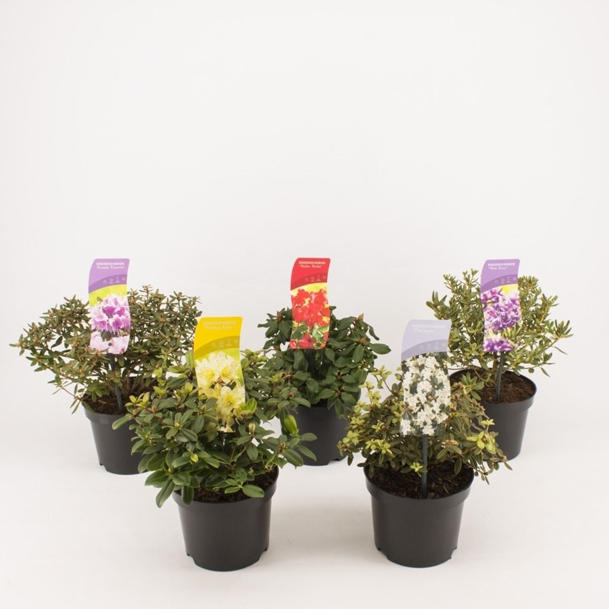thuja atrovirens kaufen Thuja plicata 'Atrovirens' – Majestic Trees main image 0