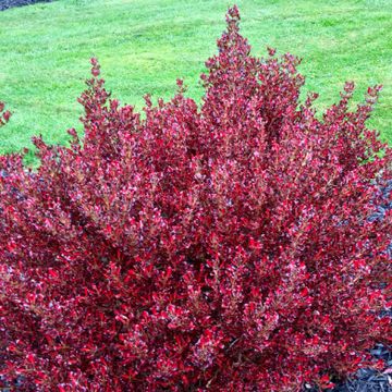 Coprosma PACIFIC SUNSET