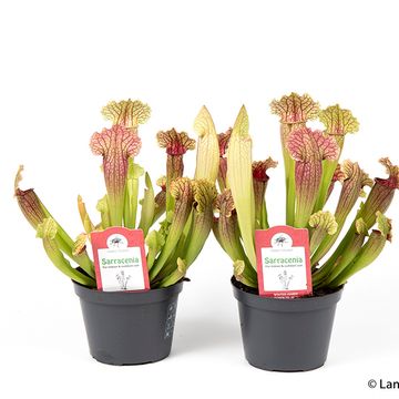 Sarracenia 'Philadelphia'