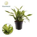 Dracaena fragrans 'Lemon Lime'