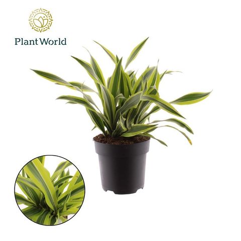 Dracaena fragrans 'Lemon Lime'