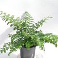 Asplenium difforme x dimorphum 'Parvati'