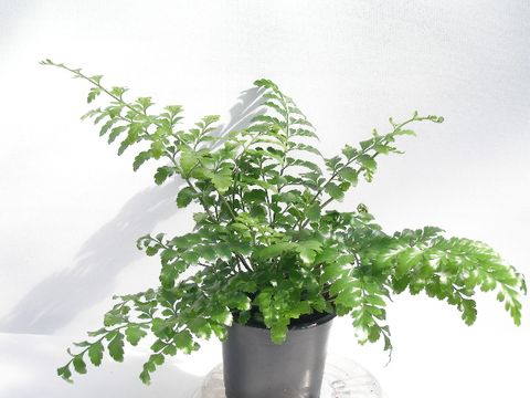 Asplenium difforme x dimorphum 'Parvati'