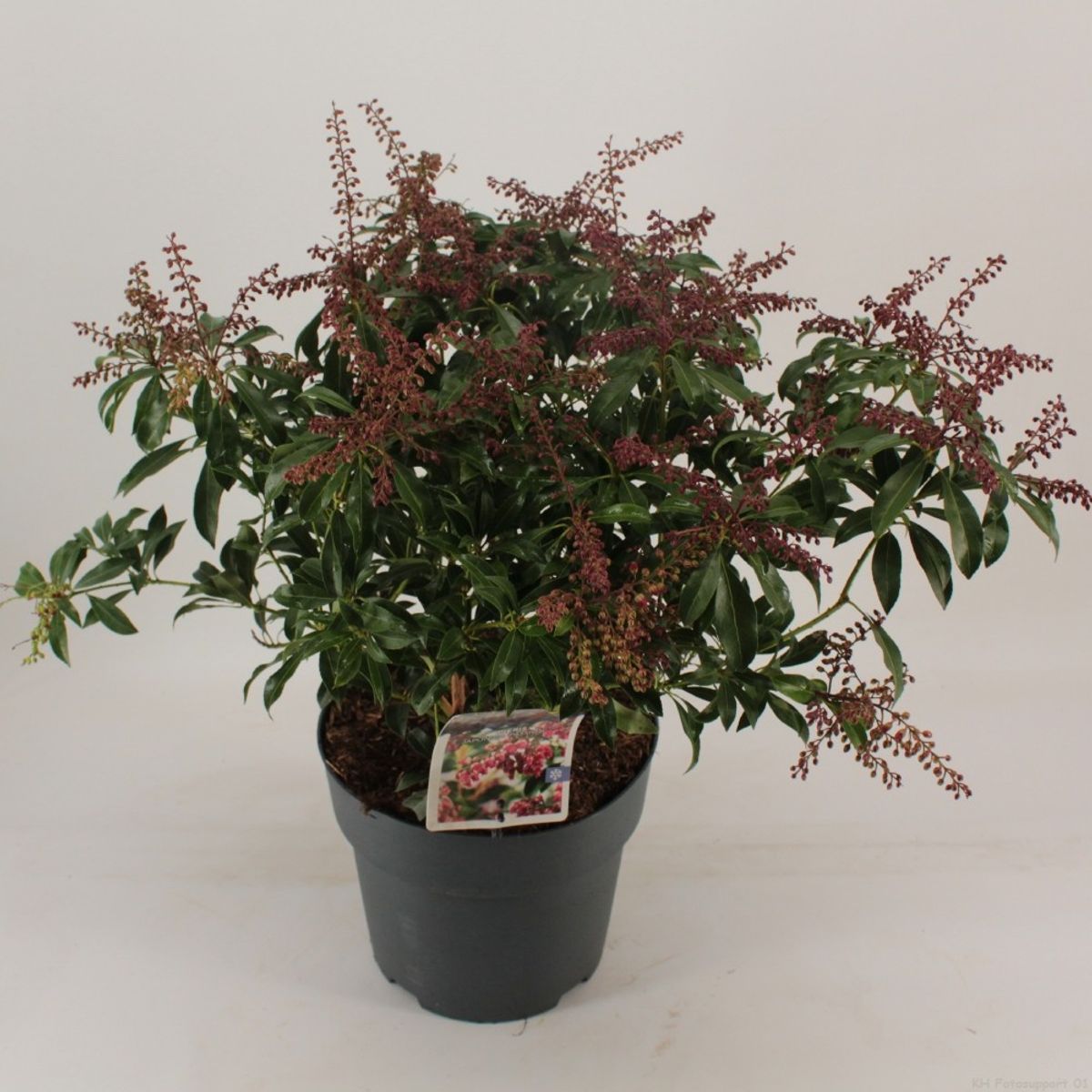 Pieris Japonica Passion — Pflanzengroßhandel Floraccess