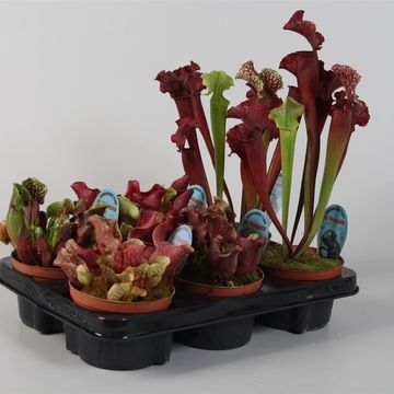 Carnivorous plants MIX