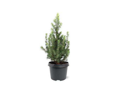 Picea glauca 'J.W. Daisy's White'