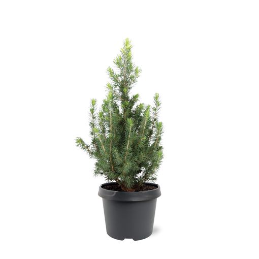 Picea glauca 'J.W. Daisy's White'