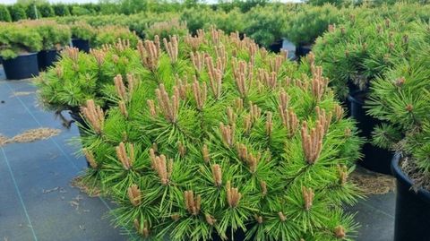 Pinus densiflora 'Low Glow'