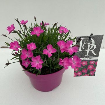 Dianthus superbus KAHORI PINK