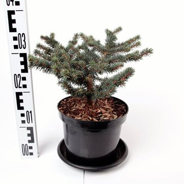 Picea pungens 'Waldbrunn'