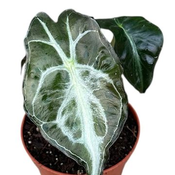Alocasia 'Venom'