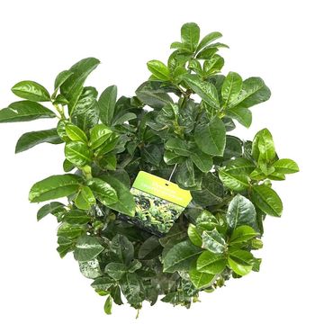 Prunus laurocerasus 'Ani'