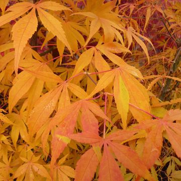 Acer palmatum 'Koto-no-ito'
