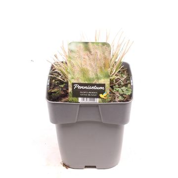 Pennisetum alopecuroides 'Little Bunny'