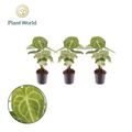 Anthurium clarinervium