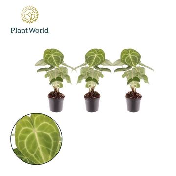 Anthurium clarinervium