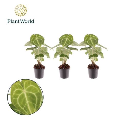 Anthurium clarinervium