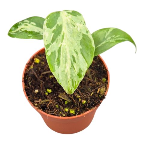 Monstera deliciosa 'Bulbasaur'