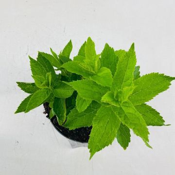 Campanula lactiflora 'Prichard's Variety'
