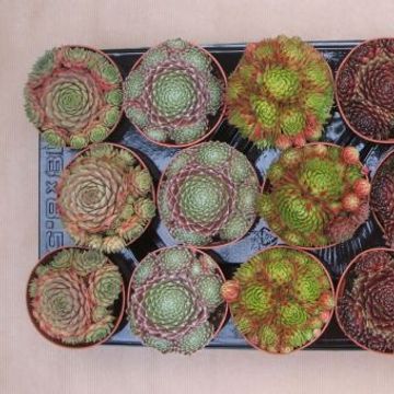 Sempervivum MIX