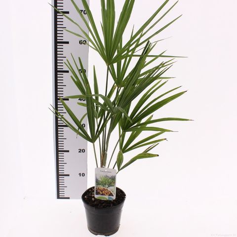 Trachycarpus fortunei