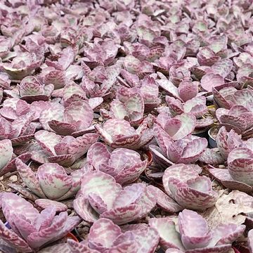 Kalanchoe humilis 'Zebra'