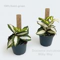 Dracaena surculosa 'Milky Way'