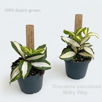 Dracaena surculosa 'Milky Way'