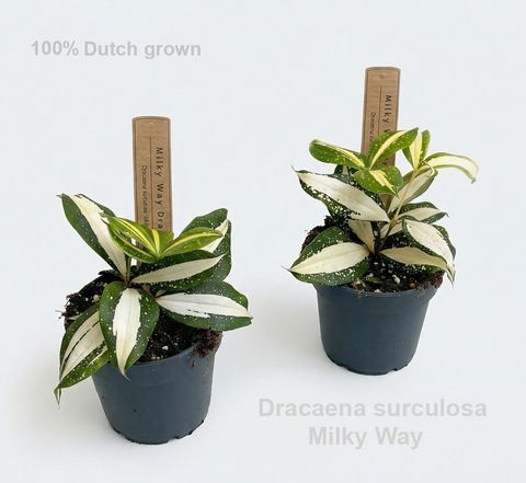 Dracaena surculosa 'Milky Way'