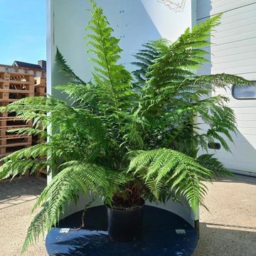 Dicksonia antarctica