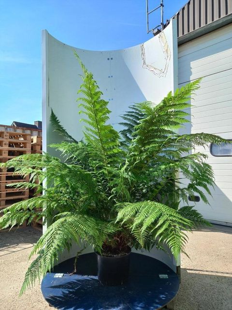 Dicksonia antarctica