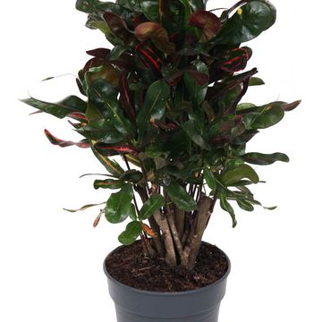 Trojskrzyn variegatum 'Mammi'