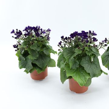 Pericallis MANDALA PURPLE