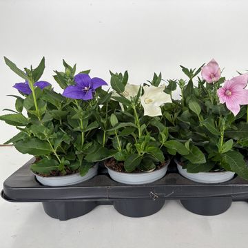 Platycodon grandiflorus POP STAR MIX