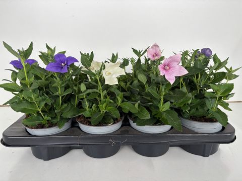 Platycodon grandiflorus POP STAR MIX