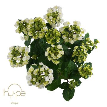 Hydrangea macrophylla WEDDING GOWN