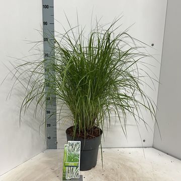 Pennisetum 'Fairy Tails'