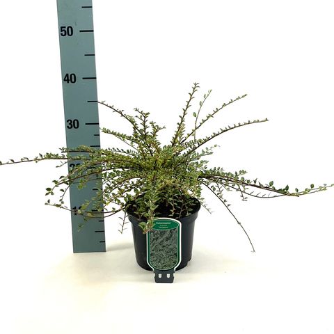 Cotoneaster atropurpureus 'Variegatus'