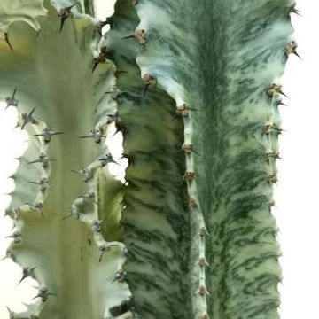 Euphorbia ingens marmorata