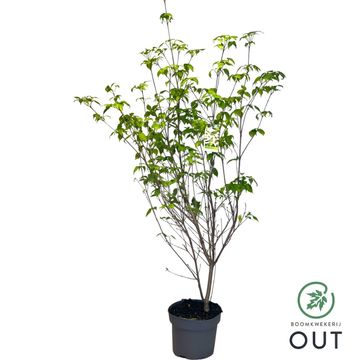 Cornus kousa 'Milky Way'