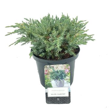 Juniperus squamata 'Blue Carpet'