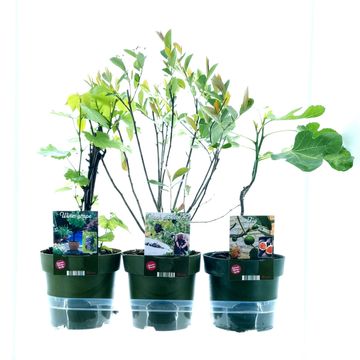 Plantes fruitières MIX