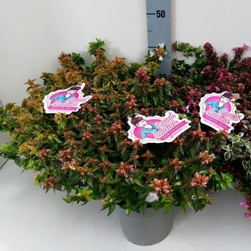 Abelia x grandiflora MIX