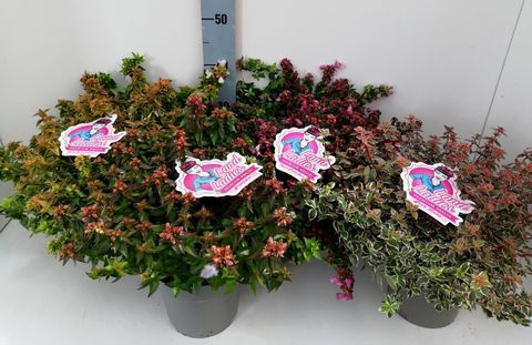 Abelia x grandiflora MIX