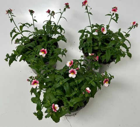 Nemesia SUNSATIA PLUS CHERRY ON ICE