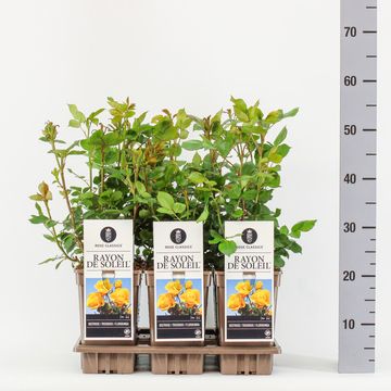 Rosa RAYON DE SOLEIL