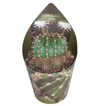 Echinopsis eyriesii